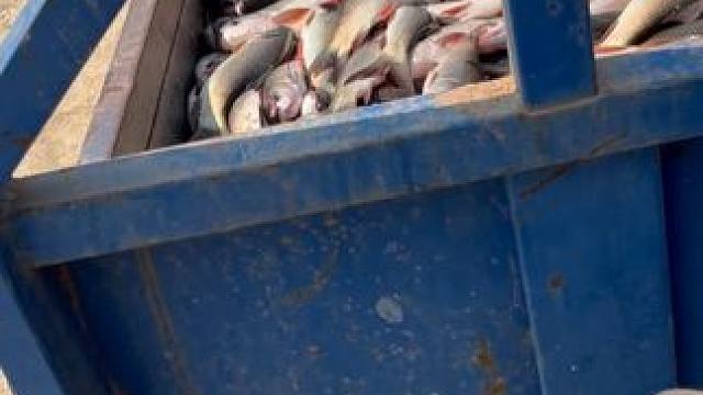 饲养员才是打工人的终极梦想！ #鳄鱼 #鳄珍 #鳄鱼皮带