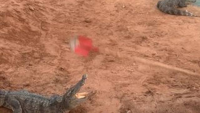 这是什么鱼，怎么还会跑