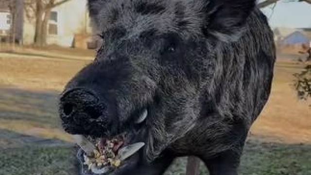 野猪造型挺别致啊 #国外合法拍摄 #野生动物零距离 #野猪