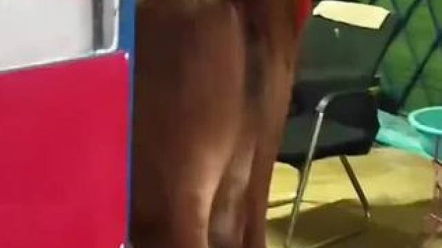 盘点动物界的偷吃鬼#亲眼看到了动物世界里的场景 #看一遍笑一遍 #看一遍笑一遍 #