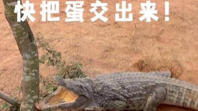 快把蛋交出来！ #鳄鱼 #鳄珍 #鳄鱼皮带