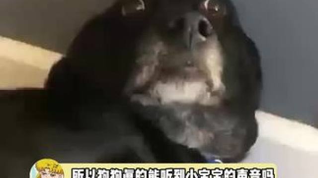 当小狗听到了宝宝的声音