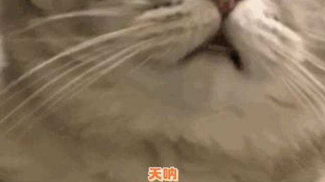 鸡皮疙瘩反复横跳时刻 #藤壶  #海龟