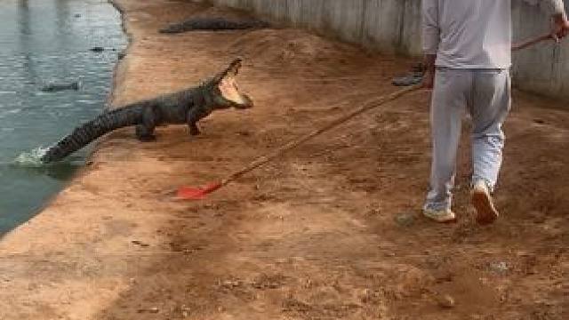 功夫再高也怕铁锹