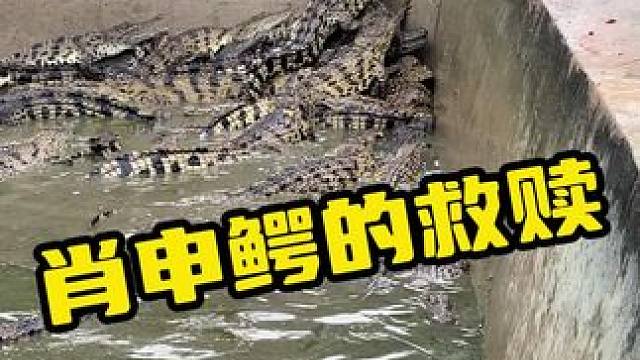肖申鳄的救赎 #鳄鱼 #鳄鱼养殖场 #鳄珍