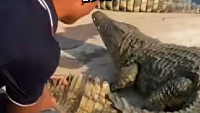 有喜欢摸鱼的小伙伴吗 #鳄鱼 #鳄鱼养殖场 #饲养员 #鳄珍