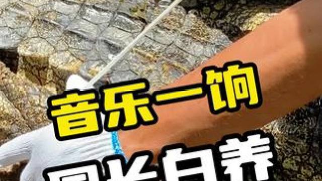 音乐一响，园长白养 #鳄鱼 #鳄鱼养殖场 #鳄珍 #搞笑