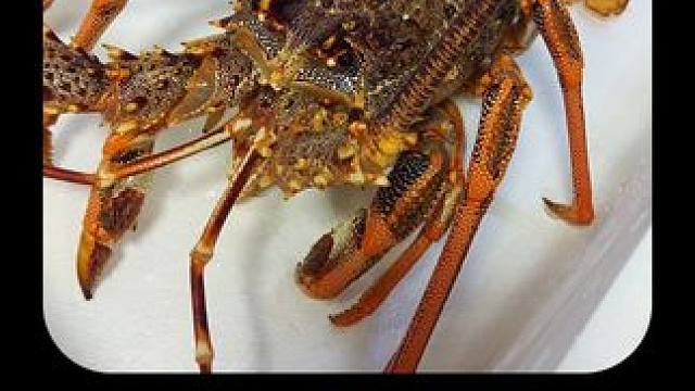 好好的大龙虾不吃，居然拿去做诱饵钓鱼 #大龙虾 #赶海 #出海捕鱼