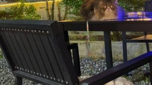 机器猫了解一下#户外露营 #团建聚会 #网红打卡地 #小院时光 #庭院生活