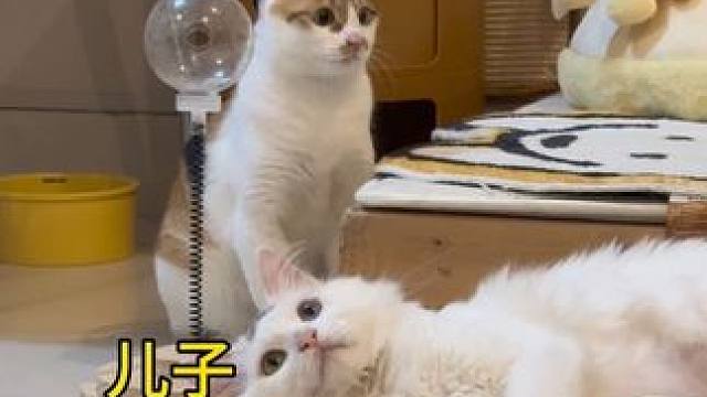 养女孩儿和男孩儿的区别放猫身上也一样#三花猫 #狮子猫 #儿女双全 #领先烘焙猫粮 #领先换我上厂