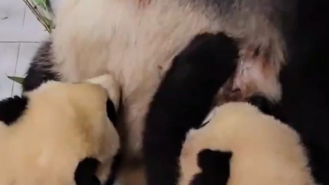 爱宝的母爱真的好伟大，即使再辛苦再累也要咬紧牙关给两个宝宝喂奶~