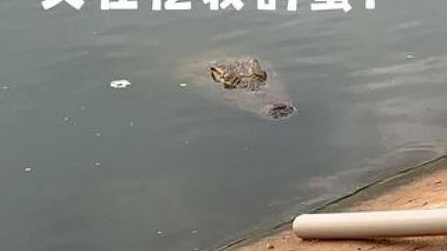 鳄鱼：可恶的人类又来挖我的蛋！ #鳄鱼 #鳄珍 #鳄鱼皮带 #鳄鱼皮鞋