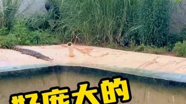 好大的史前巨鳄啊 #鳄鱼 #鳄鱼养殖场 #鳄珍