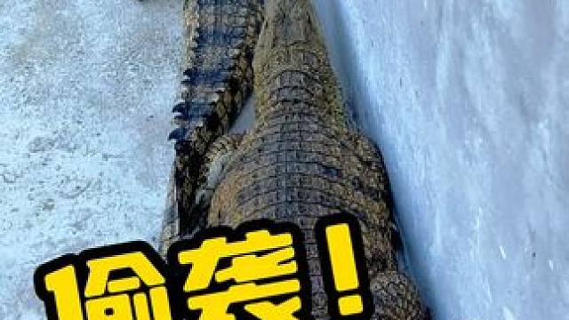 年轻人来骗来偷袭我这个5岁的小同志 #鳄鱼 #抓鳄鱼 #鳄鱼养殖场 #鳄珍