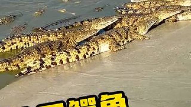 这鳄鱼和个街溜子似的 #鳄鱼 #鳄鱼养殖场 #鳄珍