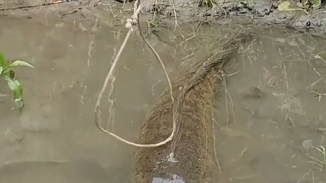 这鱼不能吃影响智力