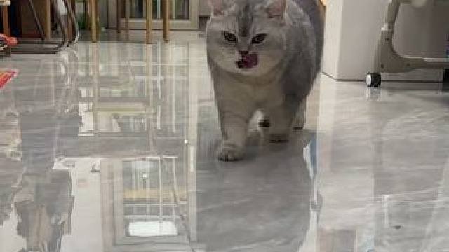 刚吃完好吃的 #记录猫咪日常 #它真的好像个小宝宝