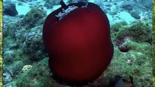 想和谁一起去看海底世界？#珊瑚 #奇妙的海洋生物  #奇趣自然 #探索海底水下之谜 #心动宜昌来电之