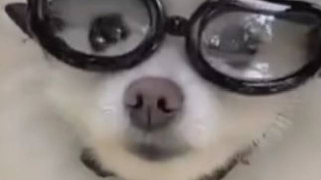 搞笑配音：爱兜风的狗子 #搞笑配音 #搞笑视频 #搞笑