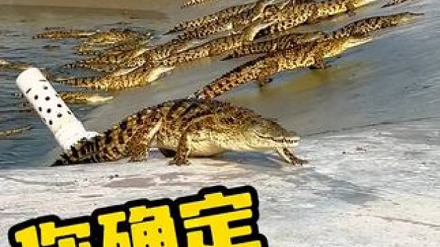 你确定是叫我过去吗 #鳄鱼 #鳄鱼养殖场 #鳄珍
