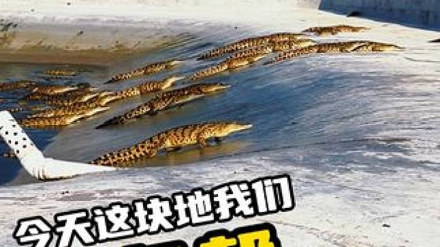 今天这块地我们鳄鱼帮罩的 #鳄鱼 #鳄鱼养殖场 #鳄珍