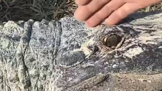 招饲养员  招饲养员  招饲养员 #鳄鱼 #鳄鱼养殖场 #饲养员 #鳄珍
