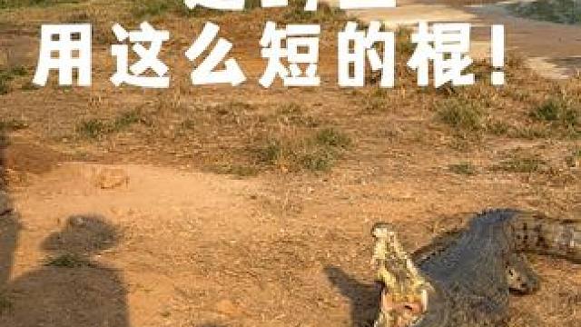 这么短的棍鳄鱼可不怕！ #鳄鱼 #鳄珍 #鳄鱼皮带