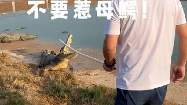 这个时间不要惹母鳄！ #鳄鱼 #鳄珍 #鳄鱼皮带