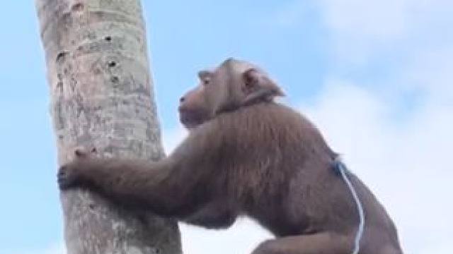 打工猴上班摘椰子 #国外视频分享 #猴子成精 #打工猴