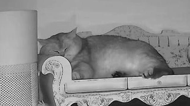 记录我家猫咪晚上自主入睡 现在吃维生素和鱼油都要哄着吃了 