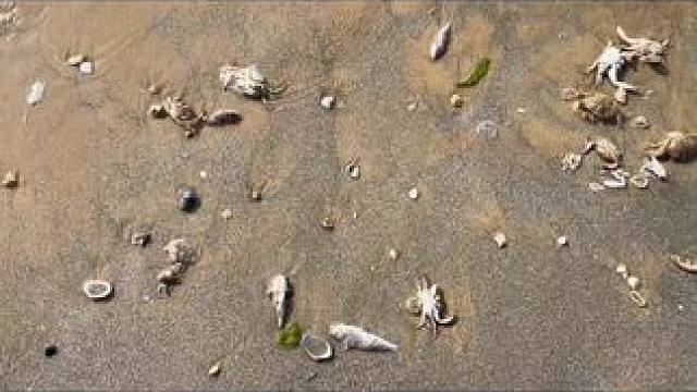 #现场实拍 #难得一见 #海滩拾趣 #人与自然和谐共处 #大海的馈赠