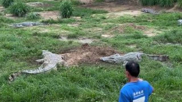 沙漠死神瑟斯是什么……评论区都是这个