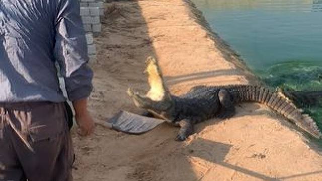 下完蛋的母鱼就是凶