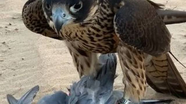 阿拉伯土豪的游隼捉到一只鸽子 #国外合法拍摄 #奇妙的动物 #宠物