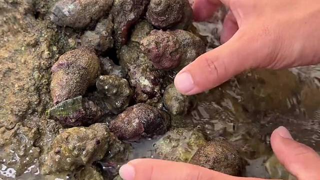 自带芥末的辣螺