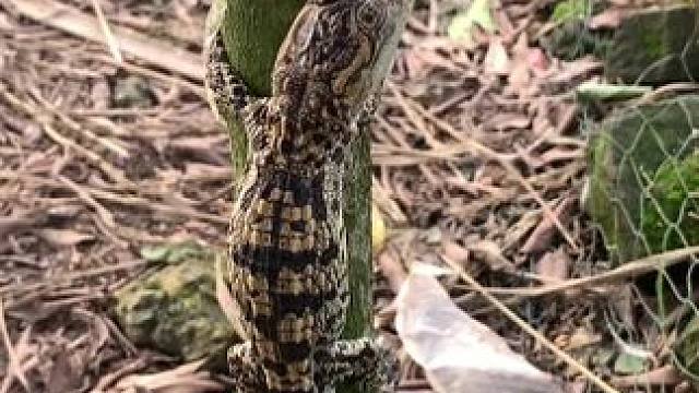 这是什么造型 吓死了#爬宠