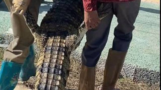 来我们园区锻炼身体吧 #鳄鱼养殖场 #鳄鱼 #鳄珍