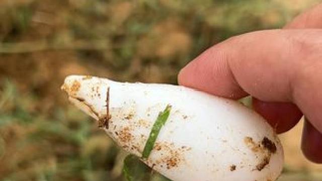 这么小的鳄鱼蛋你们见过吗？ #鳄鱼 #鳄珍 #鳄鱼皮鞋