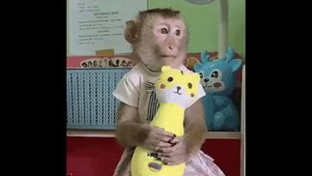 #520收到龙虾花束了吗  单身人士独享满满一份！不像小情侣还得分着吃