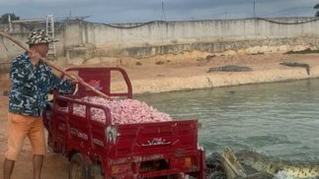 一车鸡头都不够塞牙缝