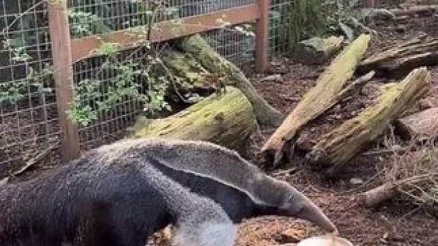 大食蚁兽 #国外视频分享 #奇妙的动物 #野生动物零距离