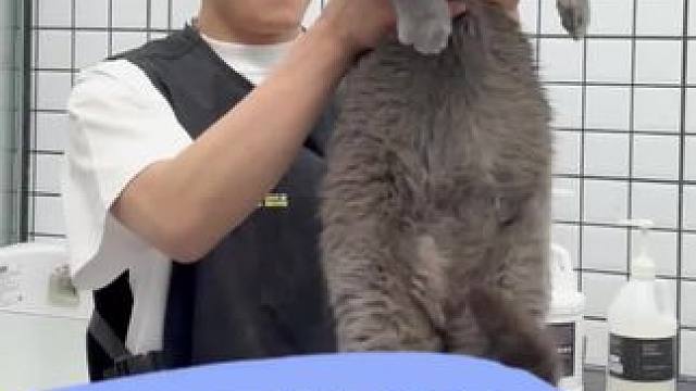 日常洗护 蓝猫 3年没洗过 确实有点难度 但是也拿捏了 洗完回去性格都变好了#宠小哥洗护 #猫咪洗护