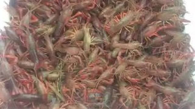 太晒啦，根本吃不完#吃龙虾的季节 #小龙虾 #野钓 #爆护 #钓龙虾