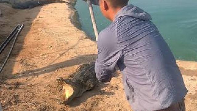 鳄鱼：小子我刚睡着，你什么意思