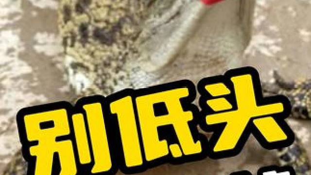 别低头皇冠会掉 #鳄鱼 #鳄鱼养殖场 #随手拍 #鳄珍