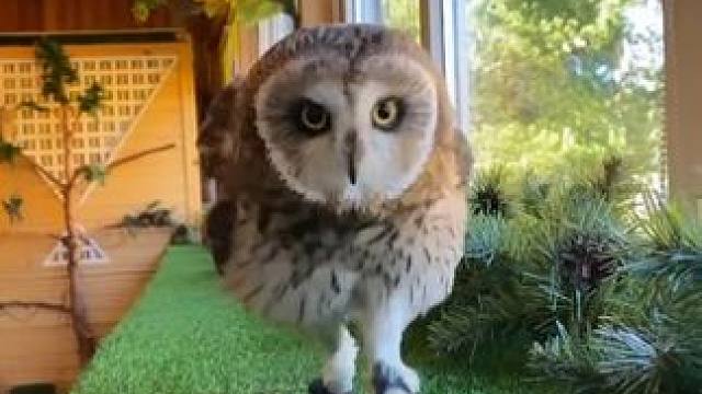 宠物猫头鹰 #国外视频分享 #奇妙的动物 #宠物
