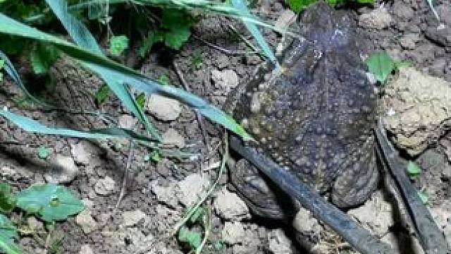 夏天来啦，农村稻田里鳝鱼随处可见，一抓就是一大桶，简直发财啦 #我的乡村生活 #户外 #农村生活 #