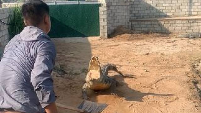 两脚兽日常逗鳄鱼