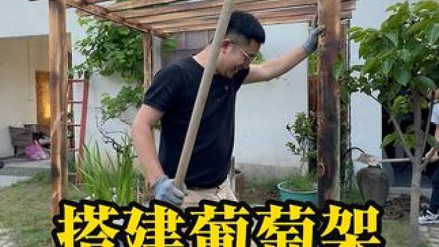 一千块定制的葡萄架,搭建好还是很满意的 #我的乡村生活 #田园生活小院 #农村庭院花园自己打造 #新