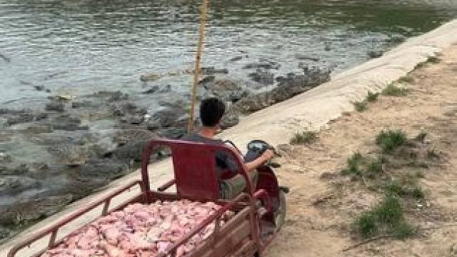 迷彩五星上将麦克啊强请假……新来的喂鱼